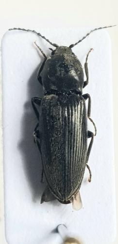 Dicronychus cinereus