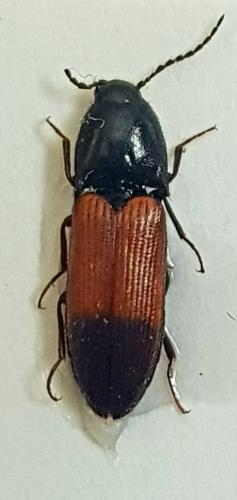 Ampedus balteatus