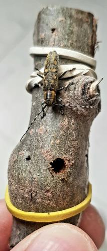Saperda populnea