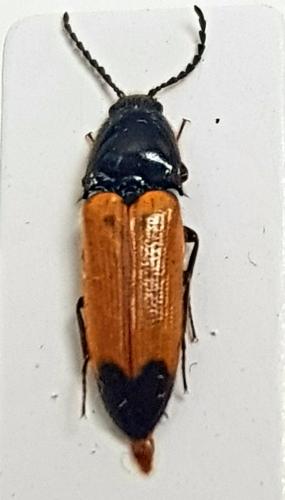 Réf. 251 574 : Ampedus elegantulus