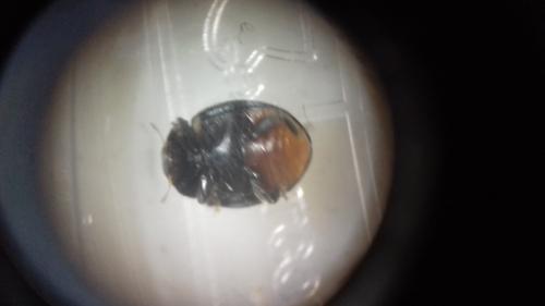 Rhyzobius forestieri