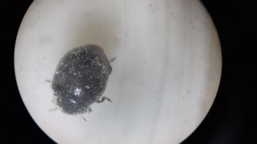 Rhyzobius forestieri