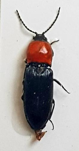 Cardiophorus gramineus