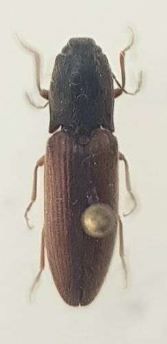 Réf. 251 692 : Athous vittatus
