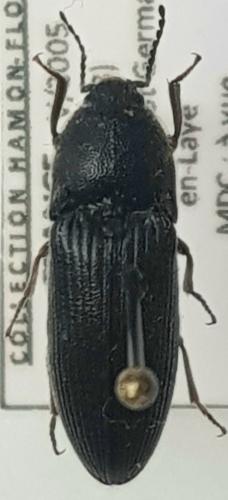 Melanotus punctolineatus