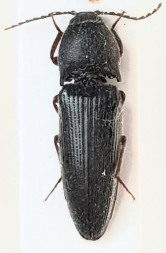Melanotus sp.