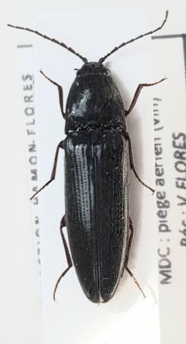Melanotus sp.