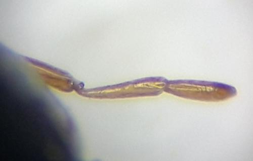 Enochrus halophilus