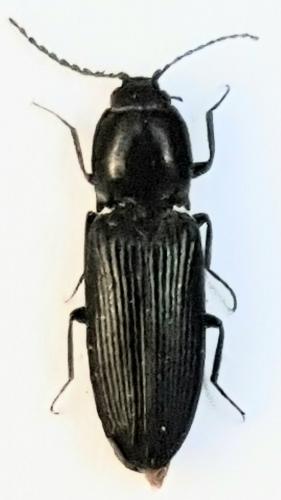 Cardiophorus sp.