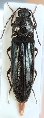 Réf. 251 924 : Melanotus villosus