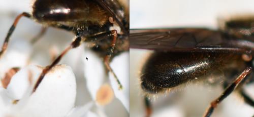 Cheilosia sp.