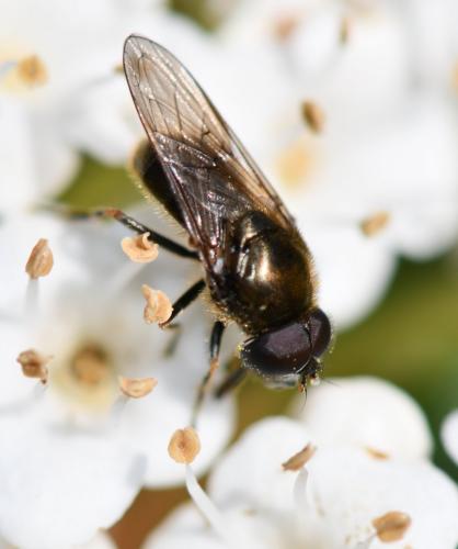 Réf. 251 119 : Cheilosia sp.