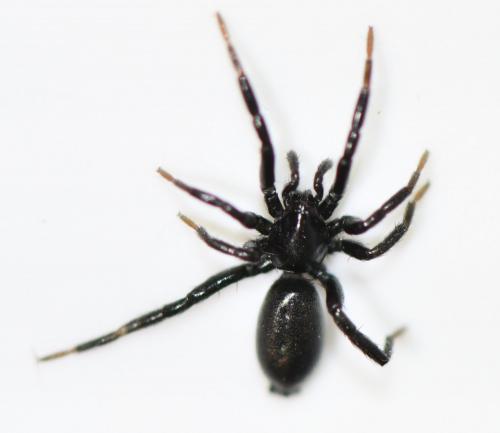 Zelotinae