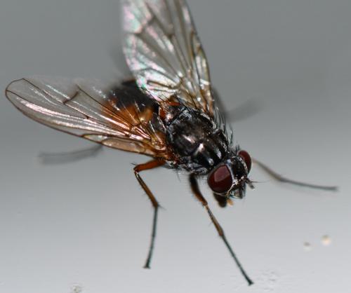 Réf. 251 600 : Phaonia subventa