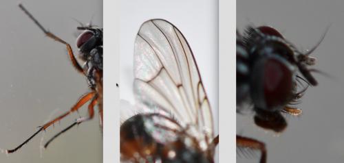 Phaonia subventa