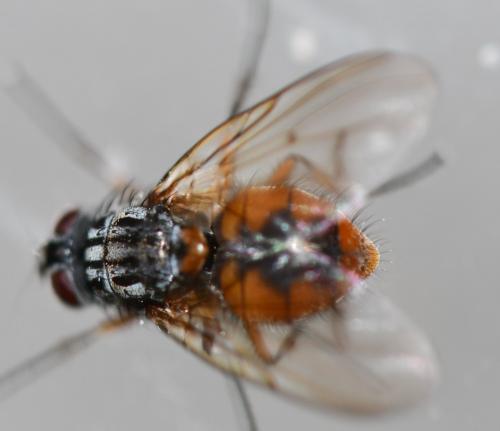 Réf. 251 601 : Phaonia subventa