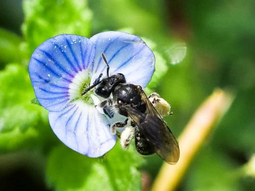 Andrena sp.