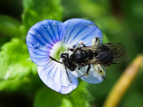 Andrena sp.
