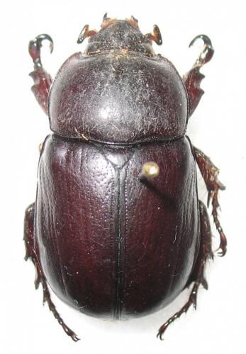 Cyphonistes sp.