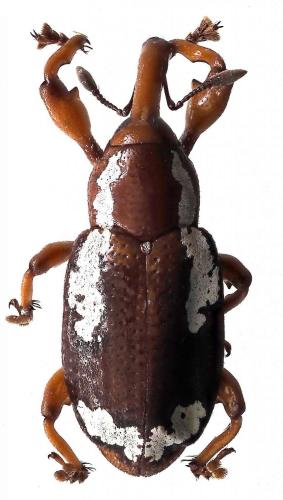 Réf. 251 245 : Heilipodus albobrunneus
