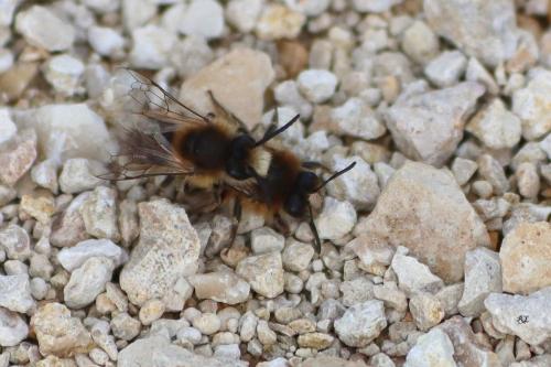 Réf. 251 467 : Colletes cunicularius