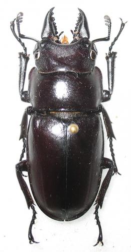 Réf. 251 383 : Prosopocoilus serricornis