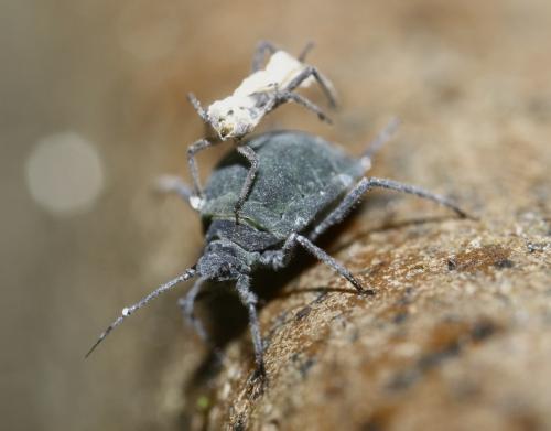 Réf. 251 330 : Aphis sambuci