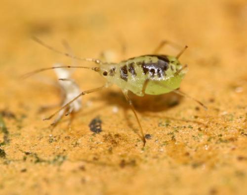 Neomyzus circumflexus