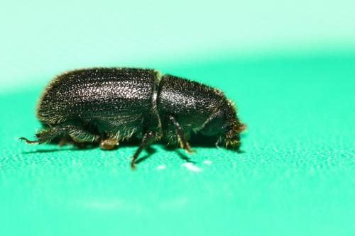 Réf. 251 516 : Scolytinae inconnu