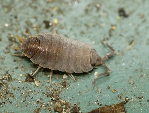 Réf. 251 662 : Porcellionides pruinosus
