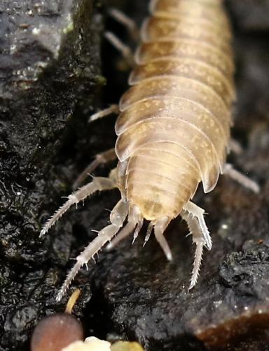 Réf. 251 751 : Halophiloscia couchii