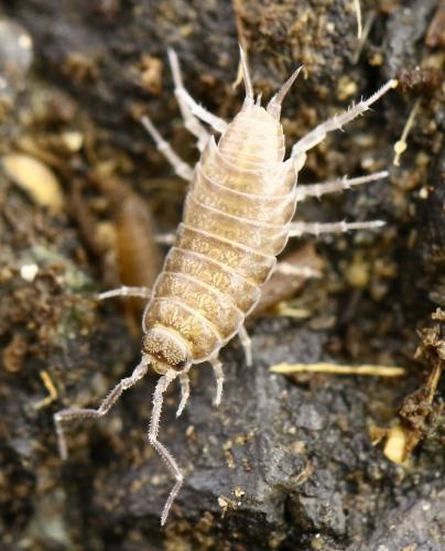 Halophiloscia couchii