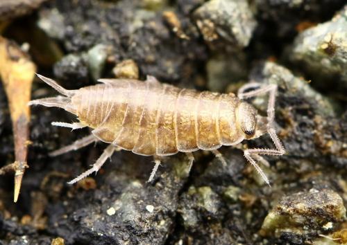 Réf. 251 750 : Halophiloscia couchii