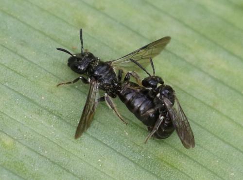 Ceratina cucurbitina