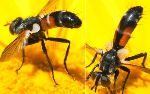 Cylindromyia interrupta