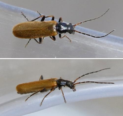 Rhagonycha sp.