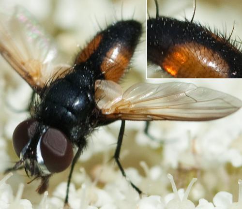 Clairvillia pninae