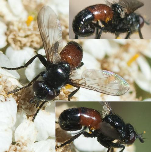 Besseria anthophila