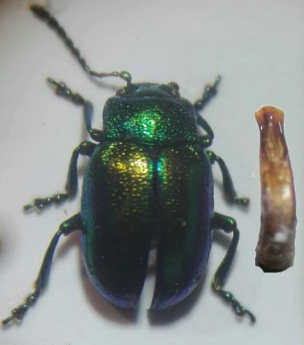 Réf. 251 422 : Chrysolina fastuosa