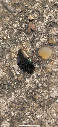 Harpalus sp.