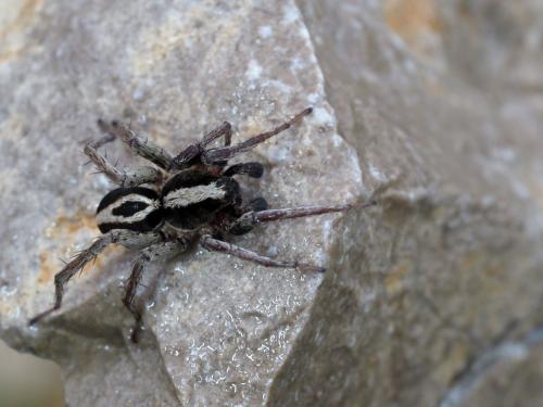 Réf. 251 084 : Alopecosa albofasciata