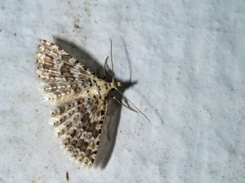 Alucita cancellata