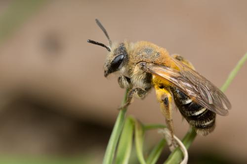 Andrena dorsata