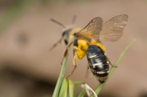 Andrena dorsata