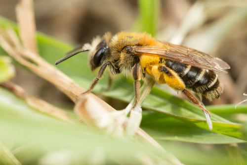 Réf. 251 612 : Andrena dorsata