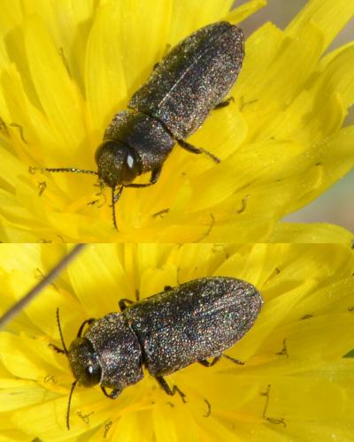 Réf. 251 760 : Anthaxia sp.