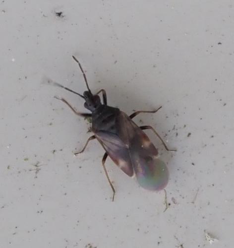 Loricula elegantula