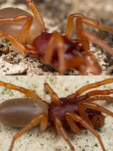 Dysdera crocata