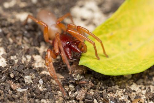 Dysdera crocata