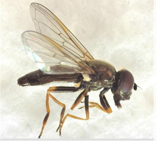 Cheilosia sp.